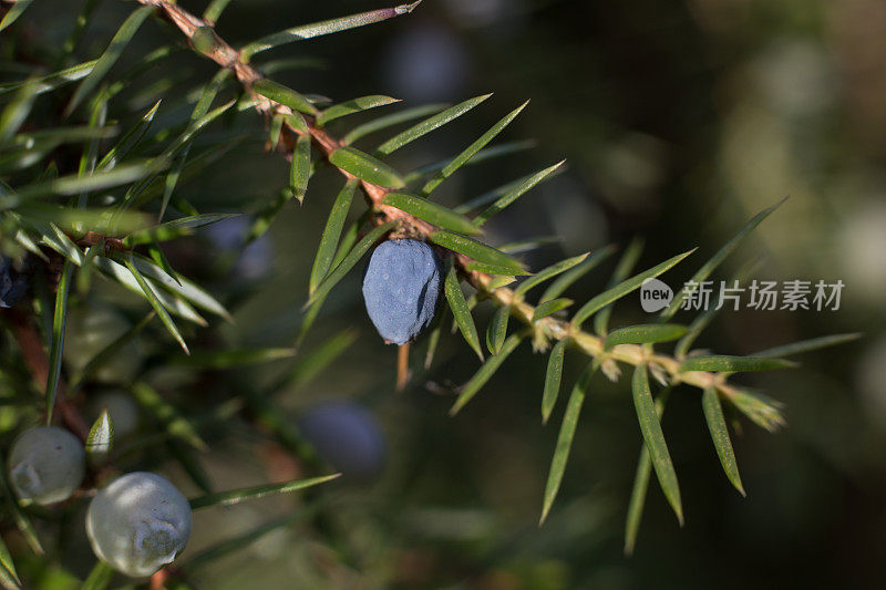 杜松(Juniperus communis)的树枝上有杜松浆果。